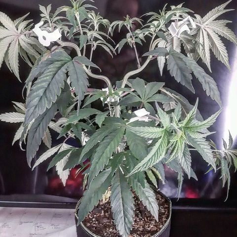 Rainbow Sherblato #41 growlog timeline photo