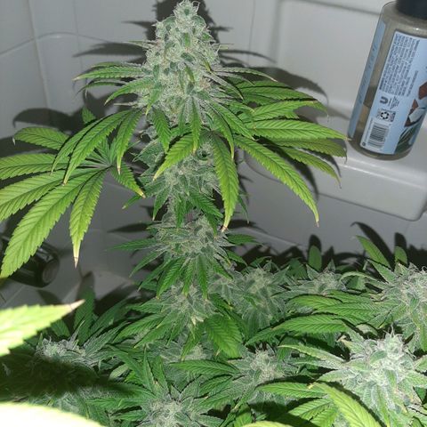 Tony Profit F2 growlog timeline photo