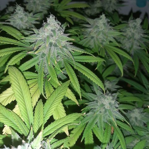 Tony Profit F2 growlog timeline photo