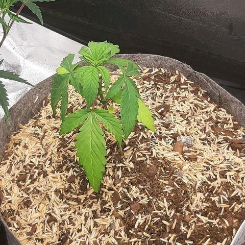 Ice growlog timeline photo
