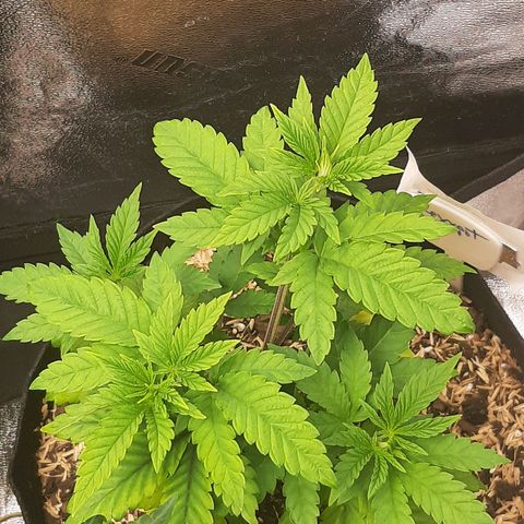 Sexxpot growlog timeline photo