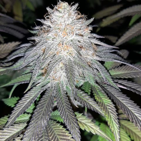 Sirius Black growlog timeline photo