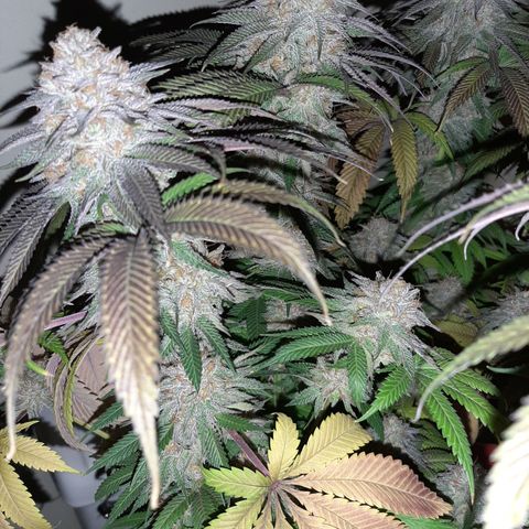 Sirius Black growlog timeline photo