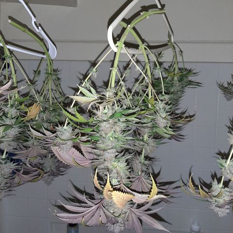 Sirius Black growlog timeline photo