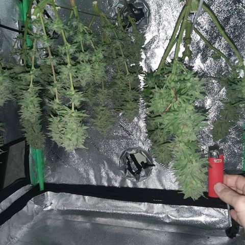Tony Profit F2 growlog timeline photo