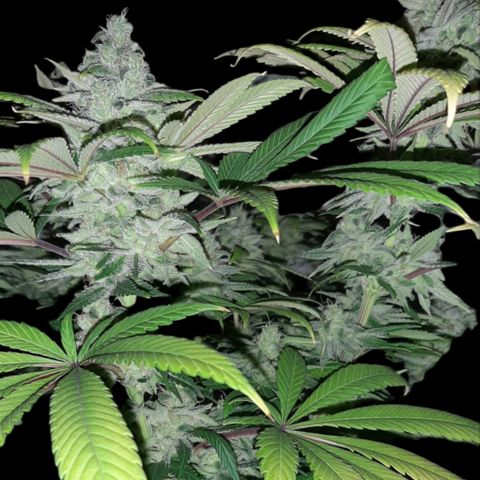 Tony Profit F2 growlog timeline photo