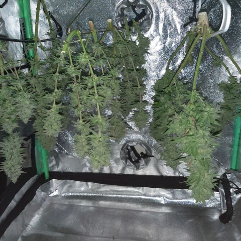 Tony Profit F2 growlog timeline photo