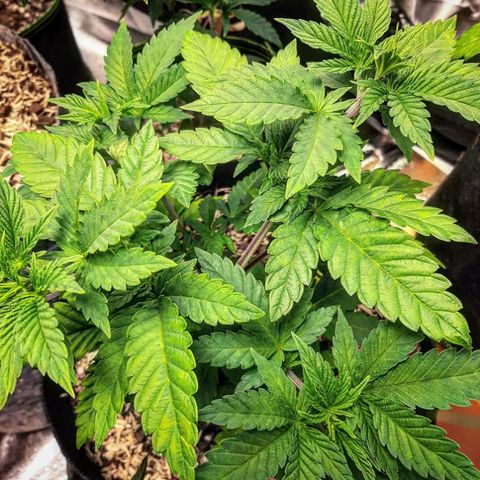 Sexxpot growlog timeline photo