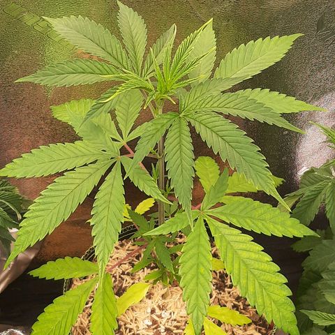 Rainbow Sherblato #41 growlog photo: Rainbow rock