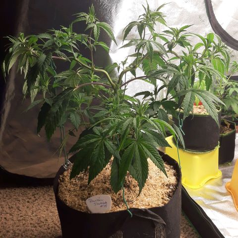 Rainbow Sherblato #41 growlog photo: Rainbow Sherblato #41 