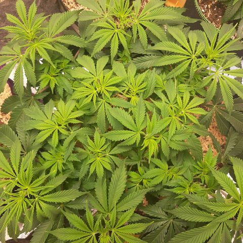 Violet Kush growlog timeline photo