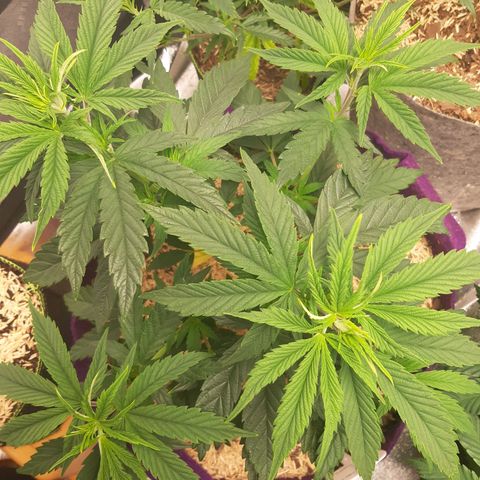 PBJ x vanilla sunbreath  growlog timeline photo