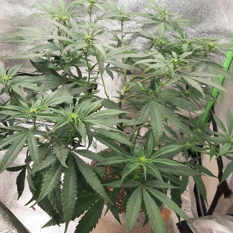 Sunday Funday growlog timeline photo