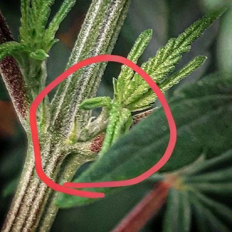 Ethereal growlog timeline photo