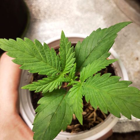Aurora Indica growlog photo