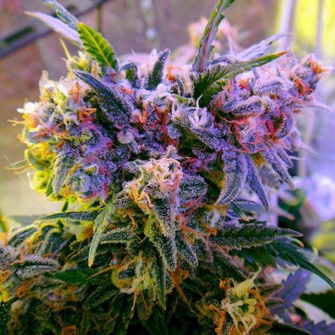 Aurora Indica growlog photo