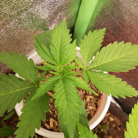 Aurora Indica growlog photo