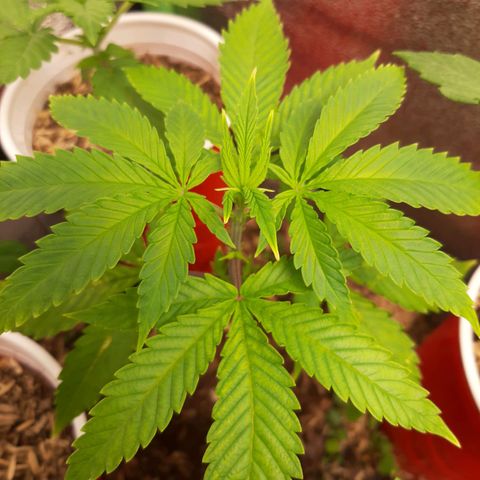 Ice growlog timeline photo