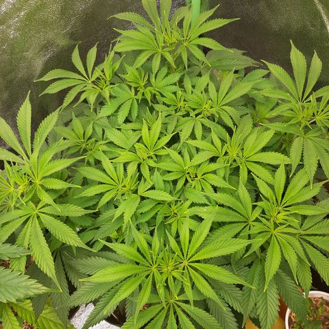 Violet Kush growlog timeline photo