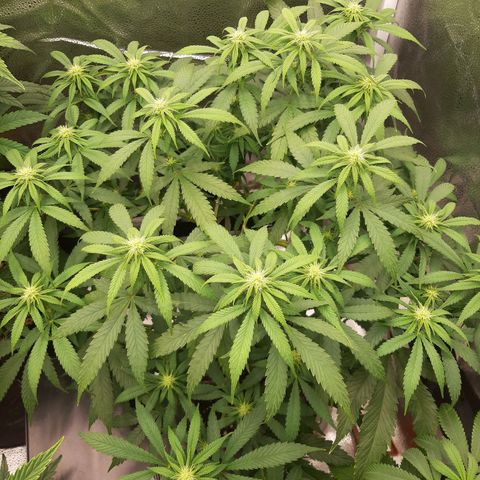 Sunday Funday growlog timeline photo