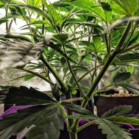 PBJ x vanilla sunbreath  growlog timeline photo