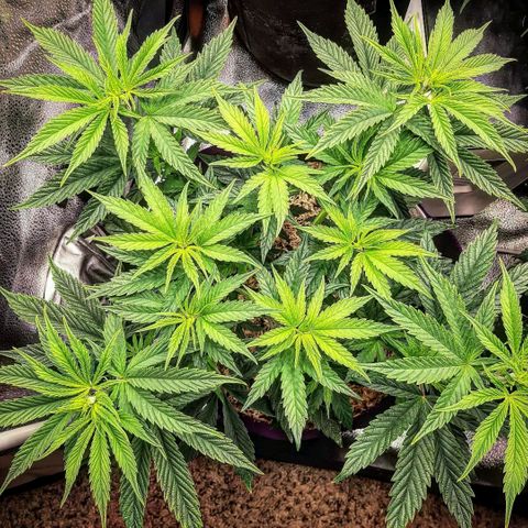 PBJ x vanilla sunbreath  growlog timeline photo