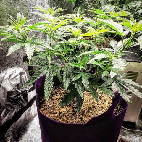 PBJ x vanilla sunbreath  growlog timeline photo