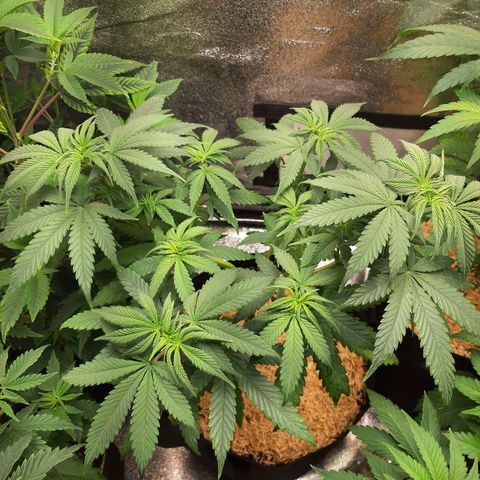 Ethereal growlog timeline photo