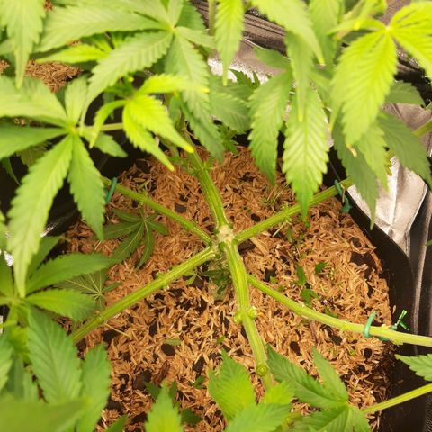 Violet Kush growlog timeline photo