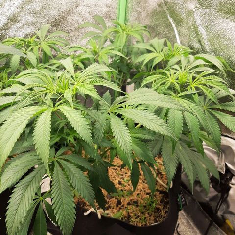 Violet Kush growlog timeline photo