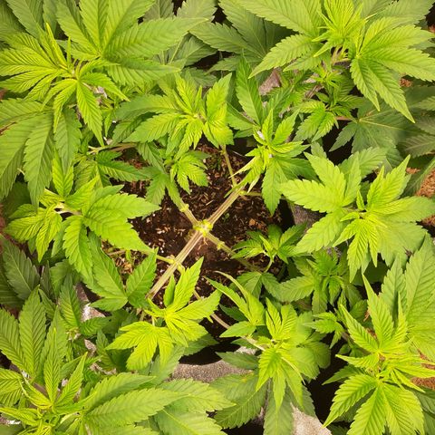 Violet Kush growlog timeline photo