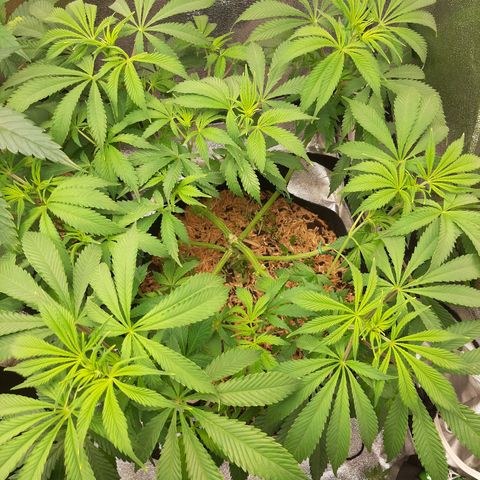 Violet Kush growlog timeline photo