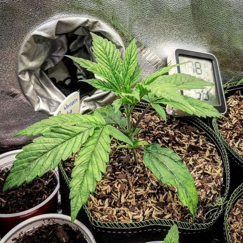Unicorn Rainbows growlog timeline photo