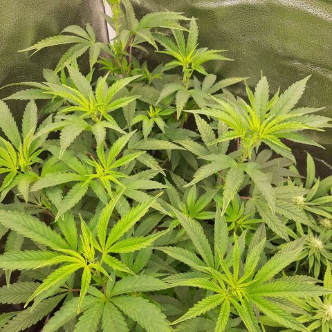 Rainbow Sherblato #41 growlog timeline photo