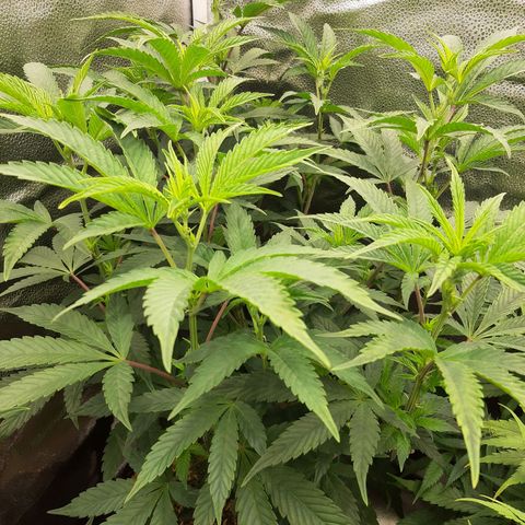 Rainbow Sherblato #41 growlog timeline photo