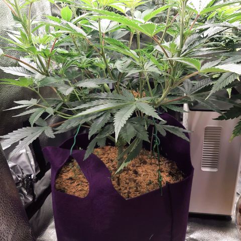 PBJ x vanilla sunbreath  growlog timeline photo