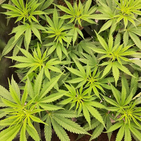 PBJ x vanilla sunbreath  growlog timeline photo