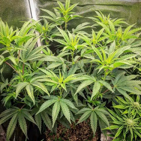 Rainbow Sherblato #41 growlog timeline photo