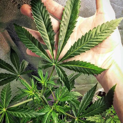 Ice growlog timeline photo