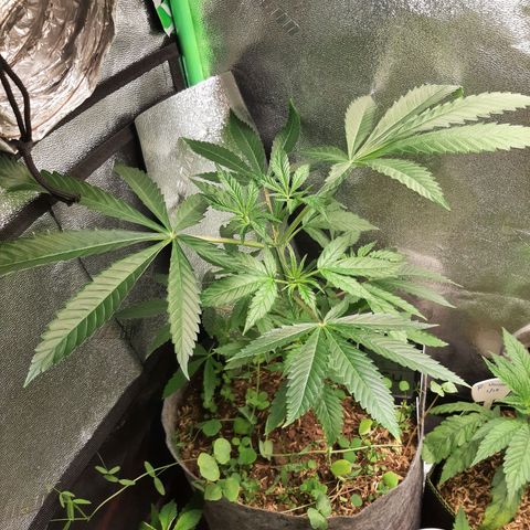 Ice growlog timeline photo