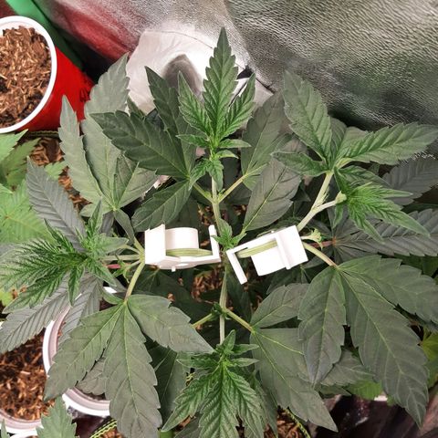 Unicorn Rainbows growlog timeline photo