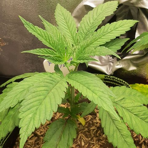 Unicorn Rainbows growlog timeline photo