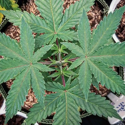 Aurora Indica growlog photo