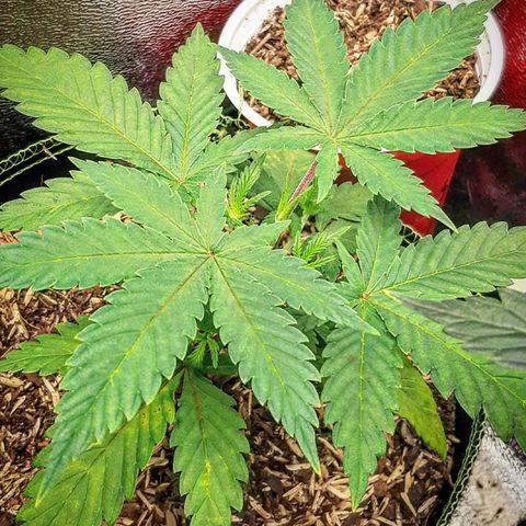 Aurora Indica growlog photo