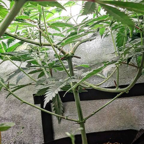 Ethereal growlog timeline photo