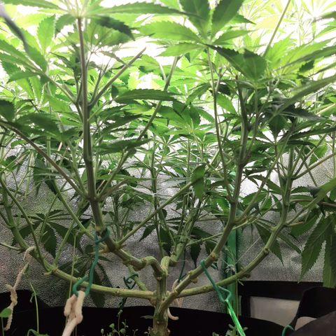 Violet Kush growlog timeline photo
