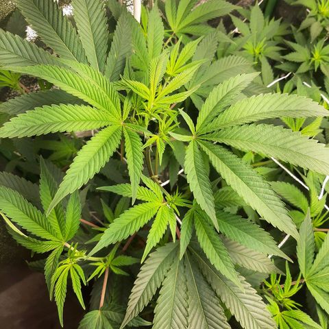 Violet Kush growlog timeline photo