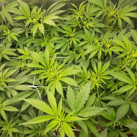 Violet Kush growlog timeline photo