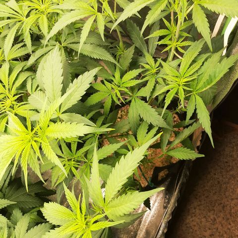 Rainbow Rock growlog timeline photo