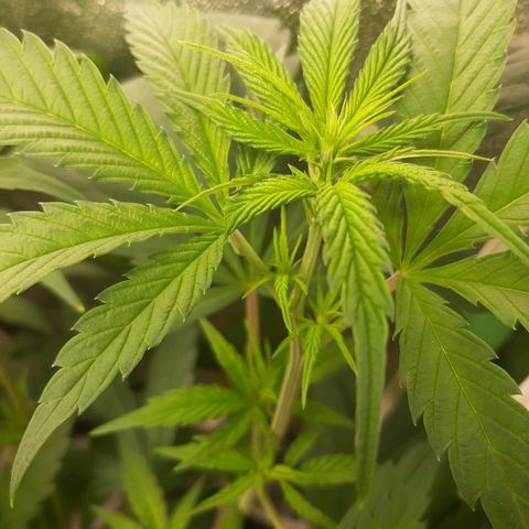 Rainbow Rock growlog timeline photo